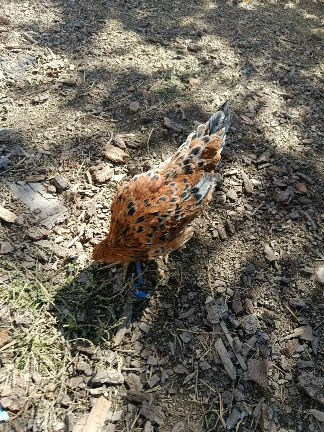 وارک کوردی|حیوانات مزرعه|کلاشی, |دیوار