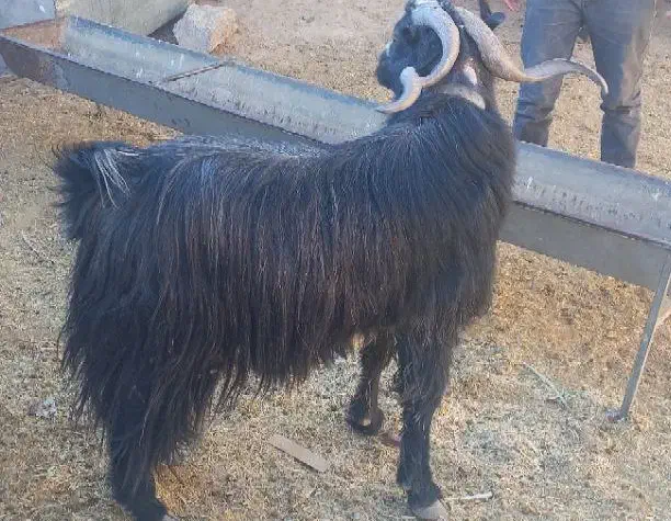 تکه جلوکش|حیوانات مزرعه|کلات (خراسان), |دیوار