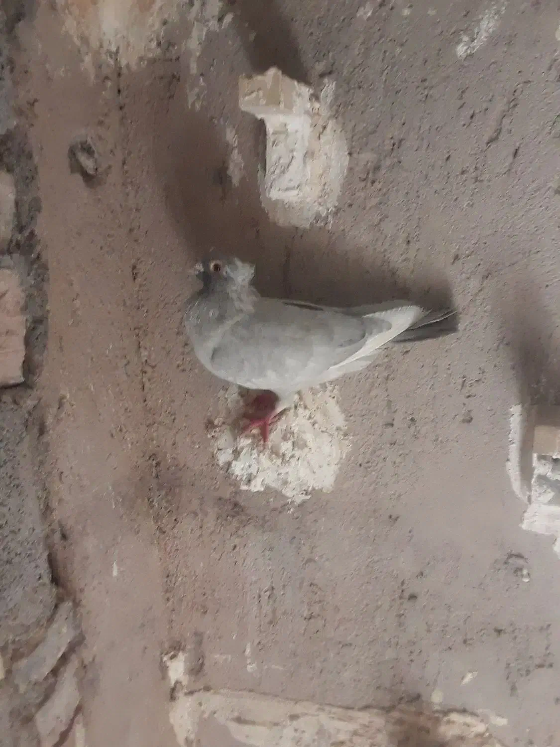 فروش قره الماسی کاکل|پرنده|فسا, |دیوار