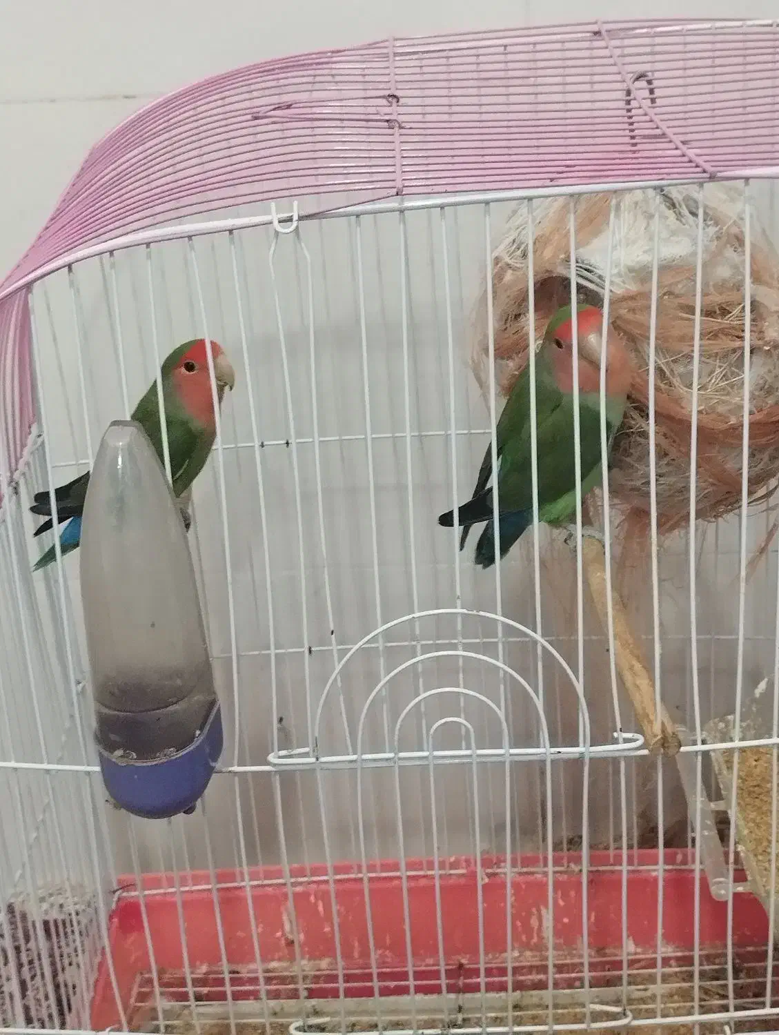 طوطی برزیلی مولد|پرنده|لامرد, |دیوار