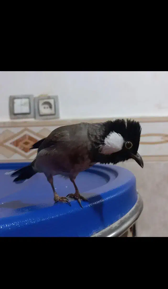 پرنده|پرنده|قم, حاج خلیل|دیوار