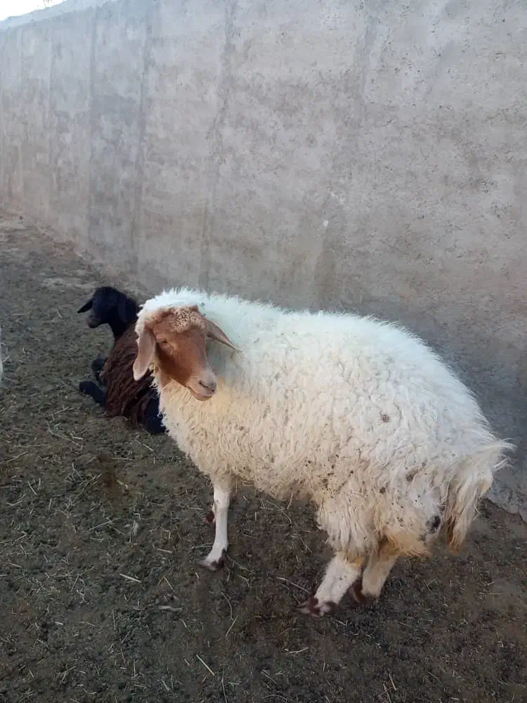 بره ماده چاق|حیوانات مزرعه|گلپایگان, |دیوار