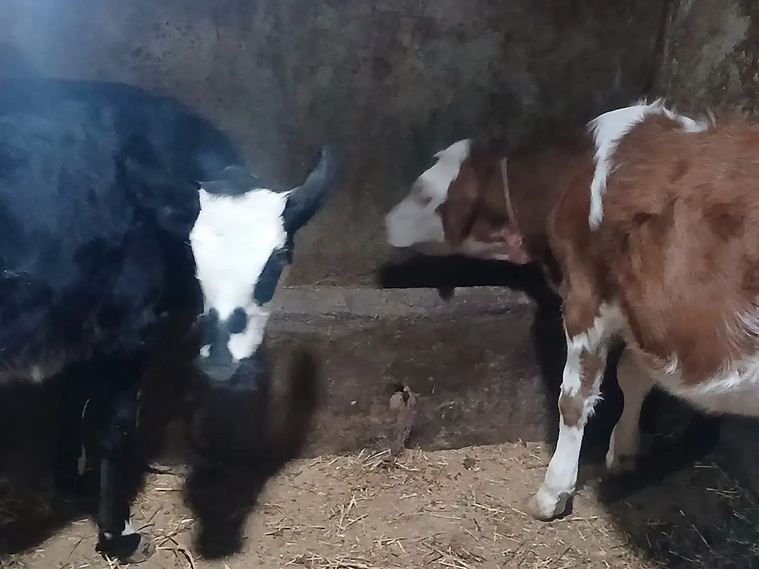 دو گوساله ماده اصل سیمینتال مونتی بیلیارد شیری گاو|حیوانات مزرعه|اردبیل, |دیوار