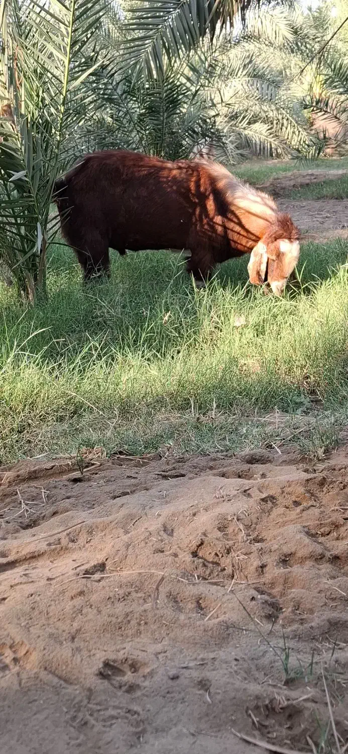 گوسفند یه نری دوتا چپشت|حیوانات مزرعه|فاریاب, |دیوار