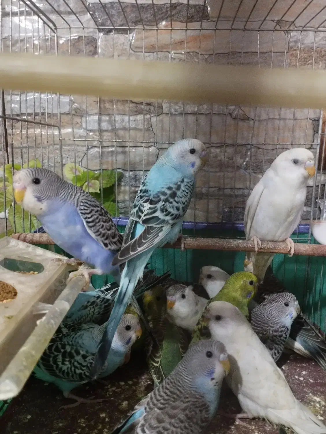 مرغ عشق|پرنده|رشت, لاکان شهر|دیوار