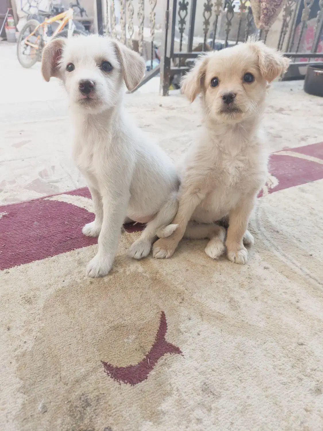 دوتوله حناوبرفی|سگ|گلپایگان, |دیوار