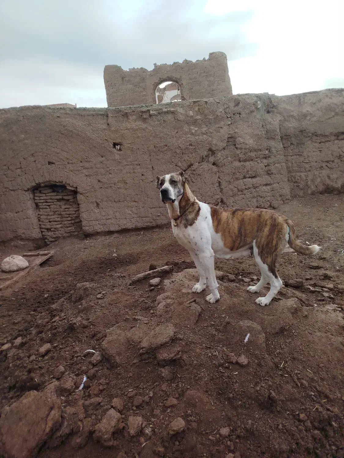 سگ ماده|سگ|خوشاب, |دیوار