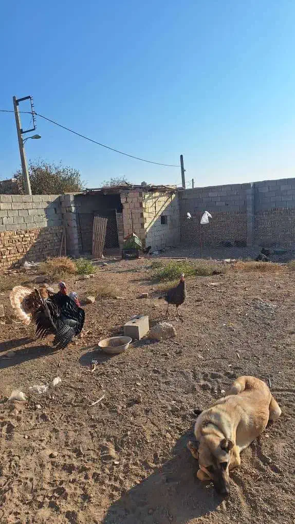 تعدادی مرغ و خروس محلی و گلین و بوقلمون فروشی|حیوانات مزرعه|الوند, |دیوار