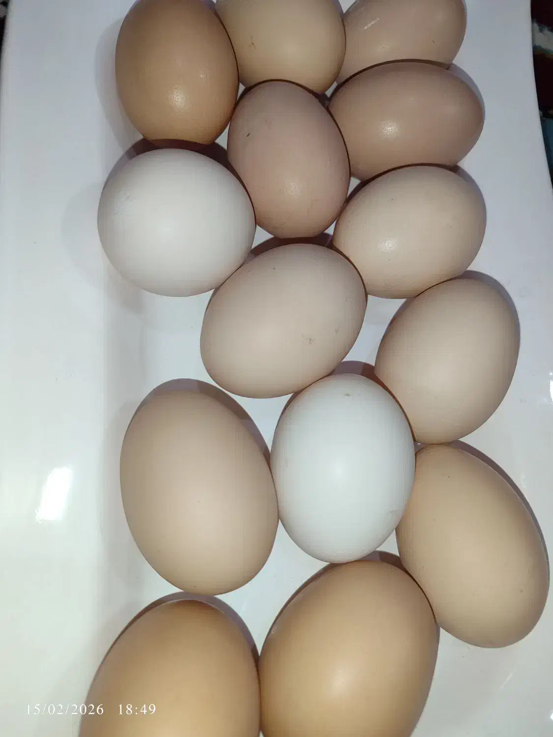 تخم مرغ محلی|حیوانات مزرعه|طاغنکوه, |دیوار