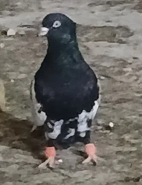 سینه سیاه تمیز یه جفت نوک سفید .وجفت.کله دم سیاه|پرنده|کرخه, |دیوار