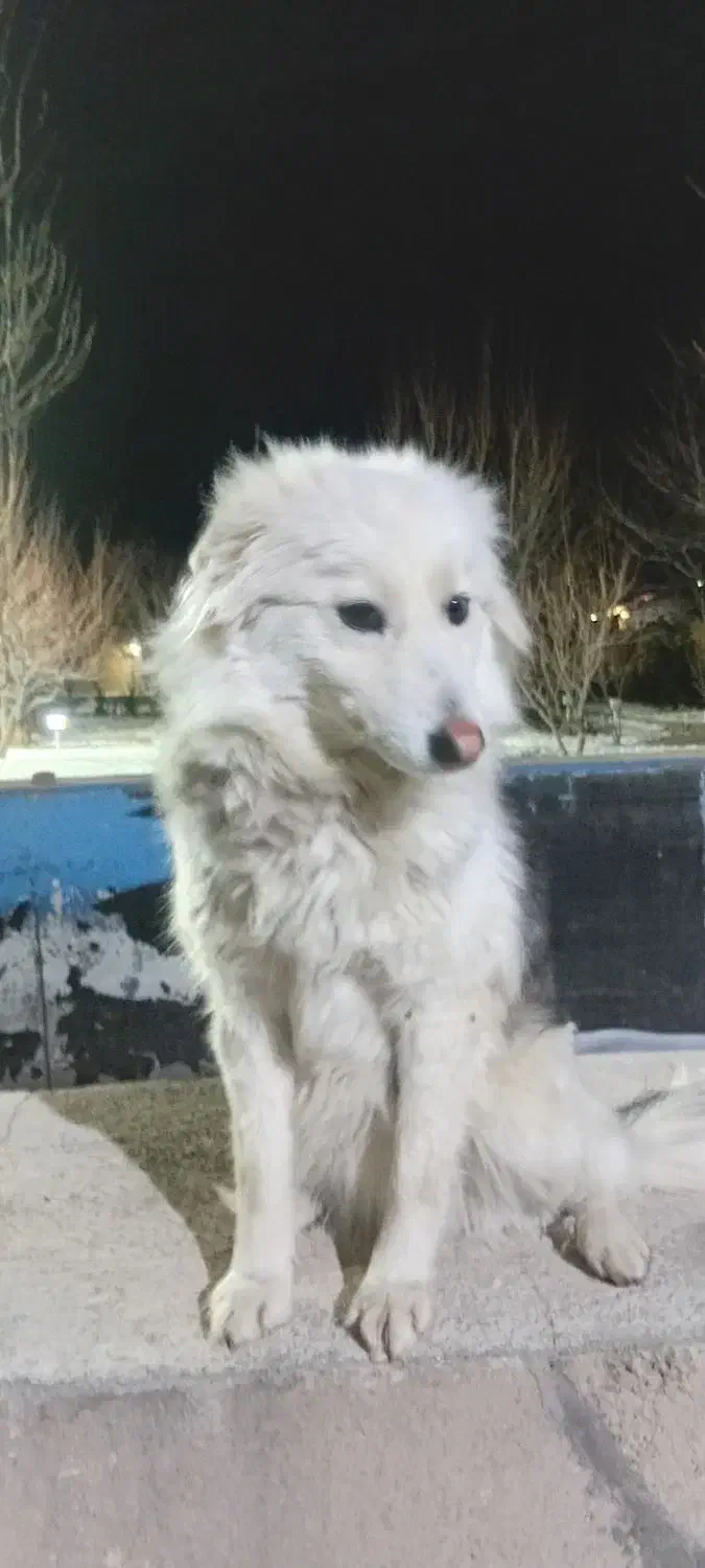 سگ هاسکی|سگ|باسمنج, |دیوار