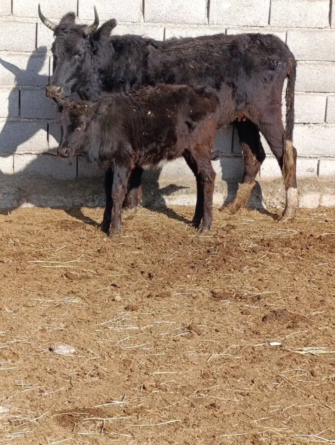 یک عدد گاو با گوساله ماده شکم اول|حیوانات مزرعه|آق قلا, |دیوار