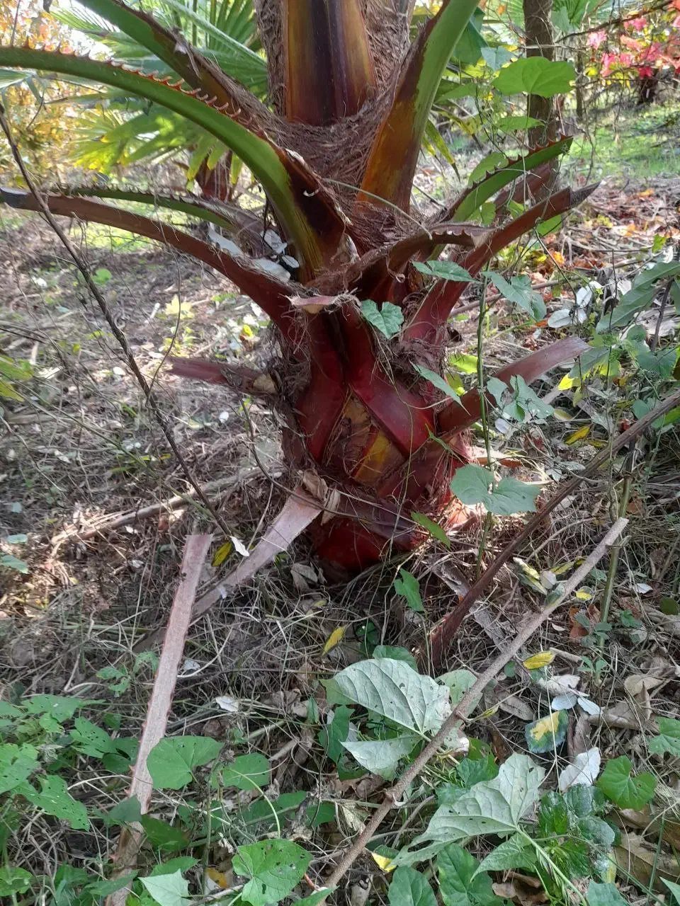 پالم زمینی|گل و گیاه طبیعی|رودسر, |دیوار