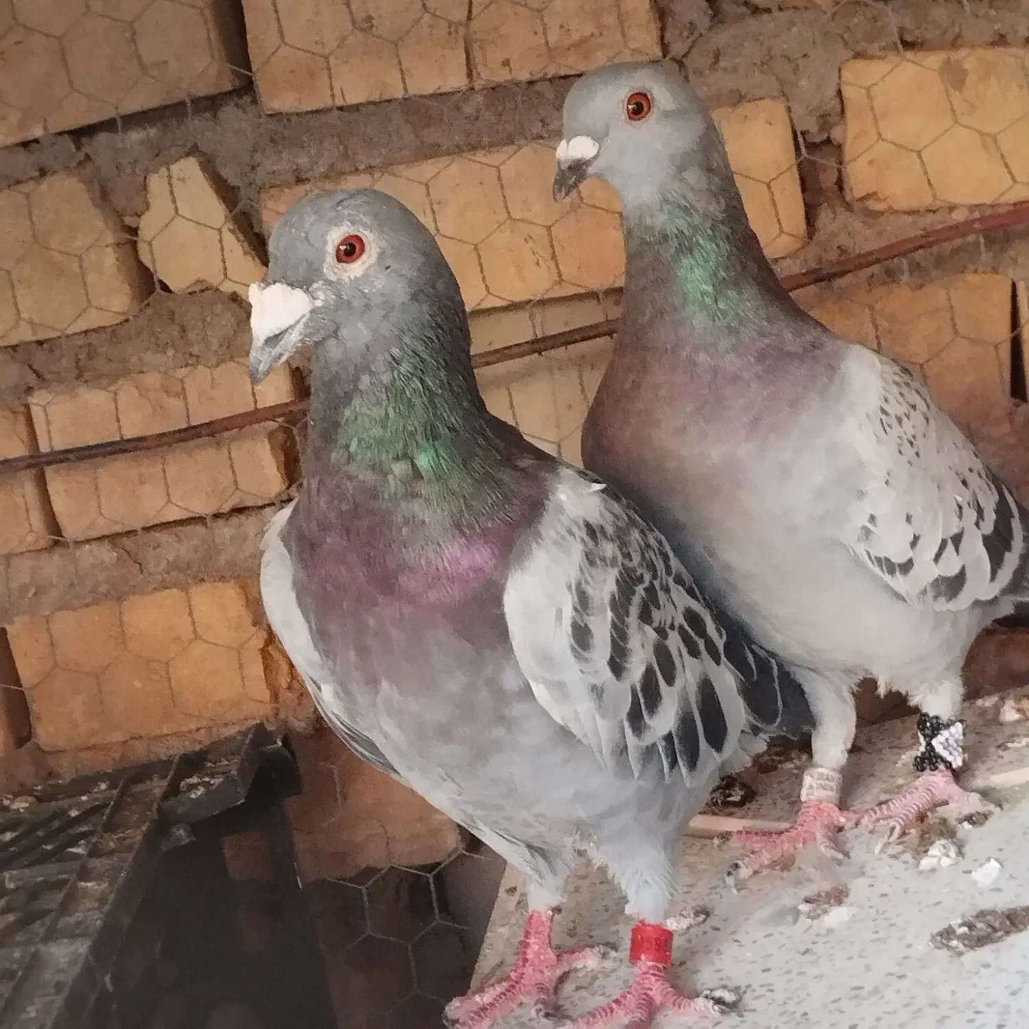 جفت پلاکی|پرنده|یزد, |دیوار