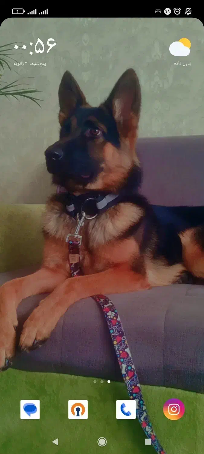 واگذاری ژرمن ۱۸ماهه|سگ|بندرعباس, |دیوار