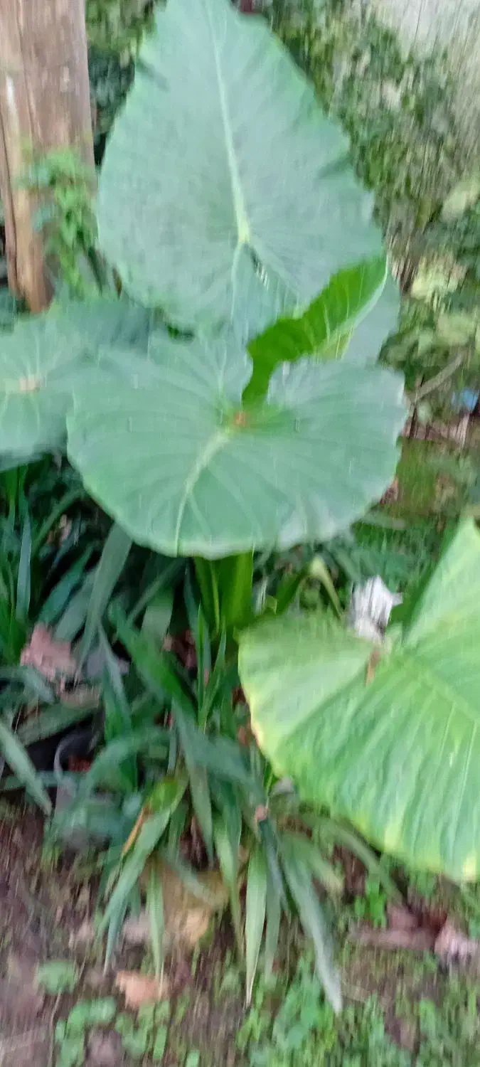 گل طبیعی|گل و گیاه طبیعی|رشت, کوی مهر|دیوار