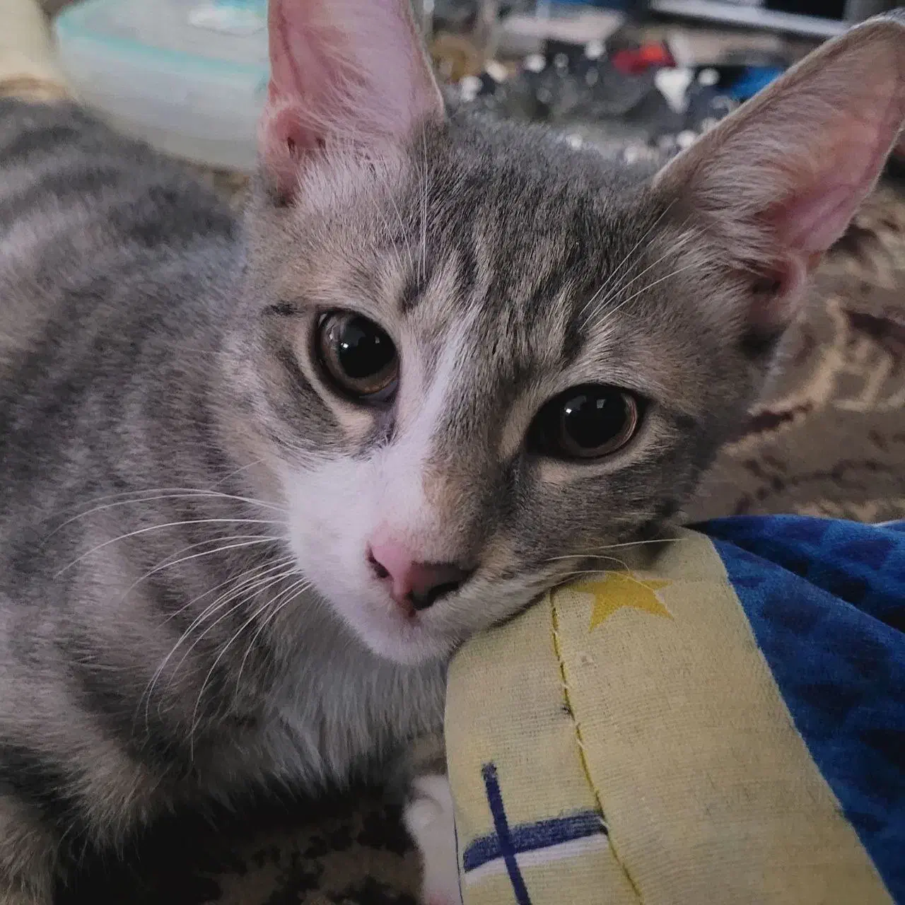 گربه نر سه ماهه|گربه|رشت, نظری|دیوار