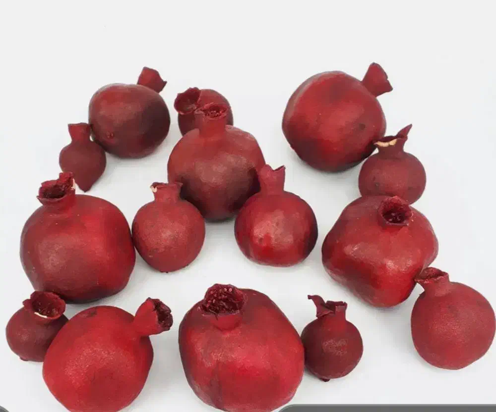 بلوط.کاج.انار زینتی. مینیاتوری|گل و گیاه طبیعی|ری, بازار گل خاوران|دیوار