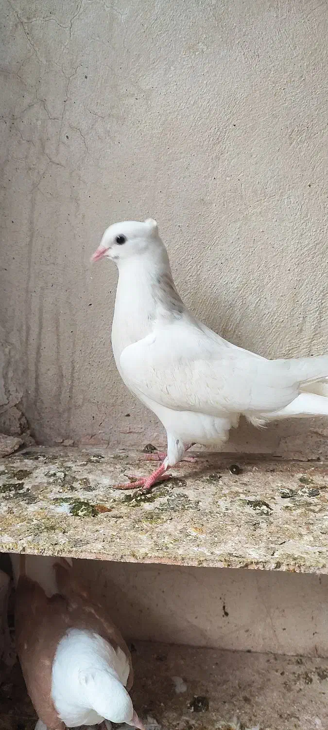 کبوتر طوقی|پرنده|گنبد کاووس, |دیوار