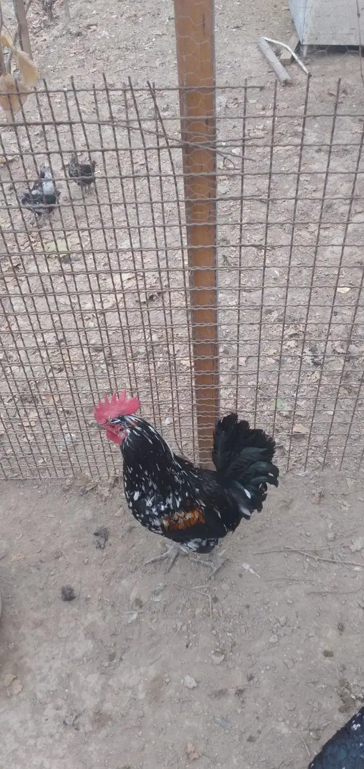 خروس گلین|حیوانات مزرعه|ری, سیزده آبان|دیوار