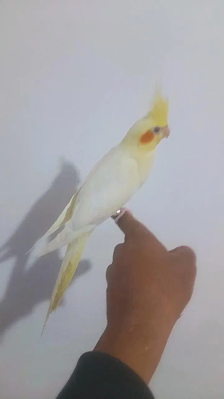 جوجه عروس دستی ، شاه تخم|پرنده|اصفهان, منتظرالمهدی|دیوار