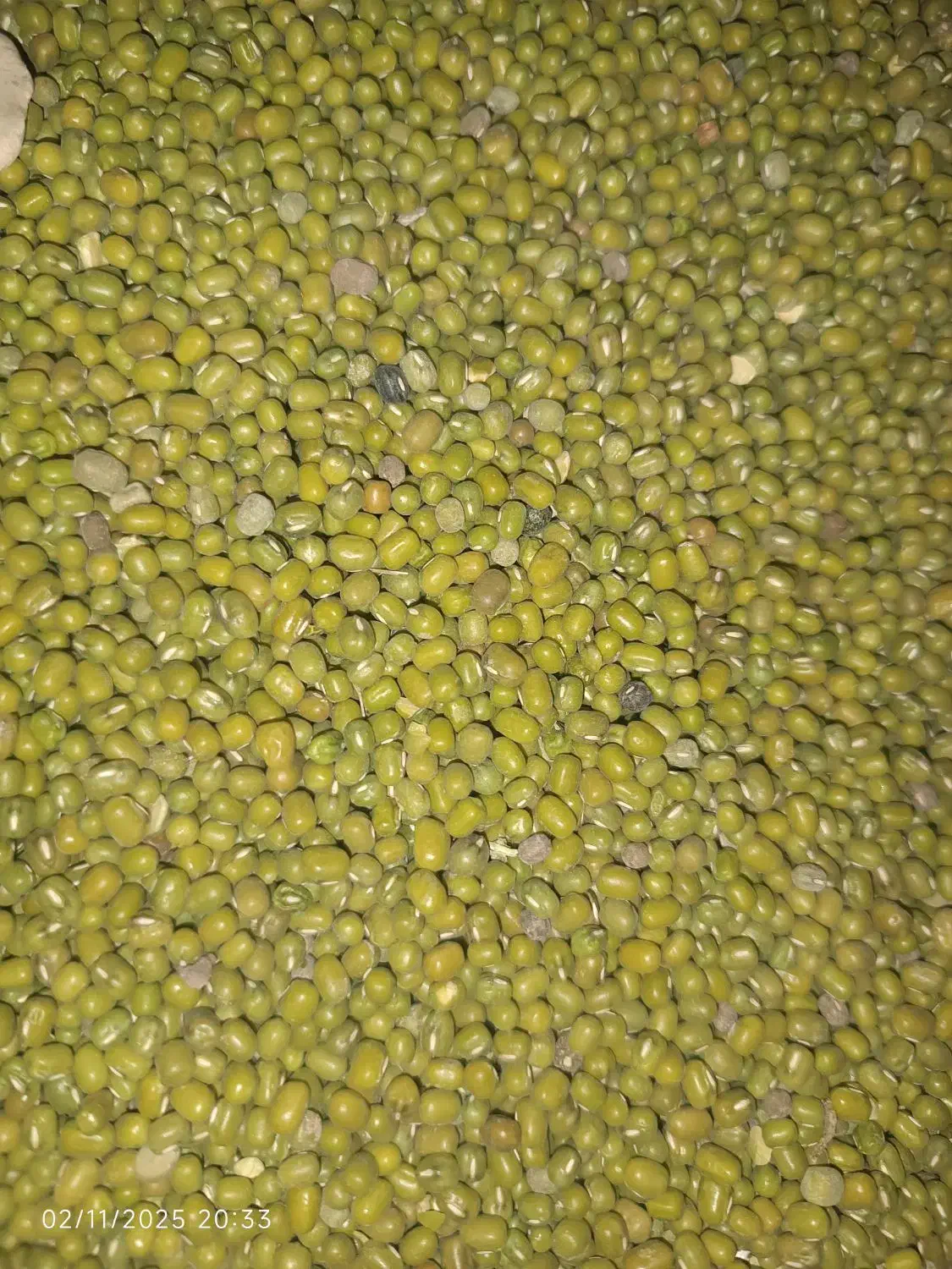 ماش برداشت هیسه|خدمات باغبانی و درختکاری|دره شهر, |دیوار