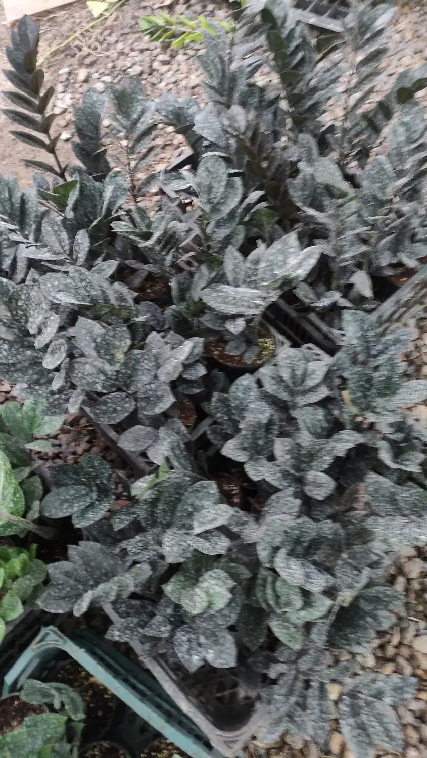 گل زامیفولیا زامفولیا زیر قیمت|گل و گیاه طبیعی|بابل, |دیوار