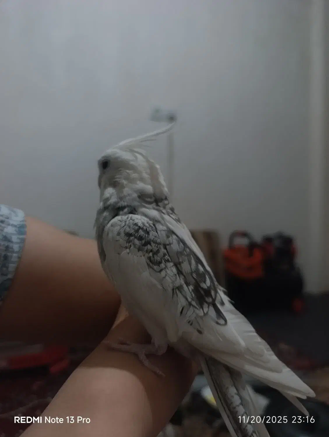 عروس هلندی و طوطی برزیلی|پرنده|چهارباغ, |دیوار