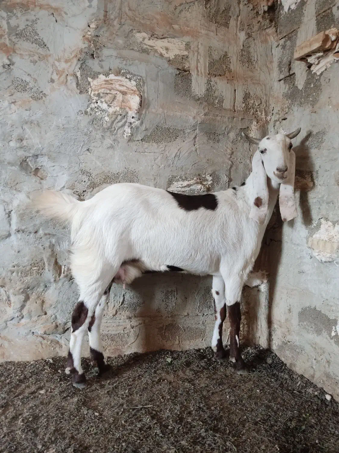 بز نجدی|حیوانات مزرعه|امیدیه, |دیوار