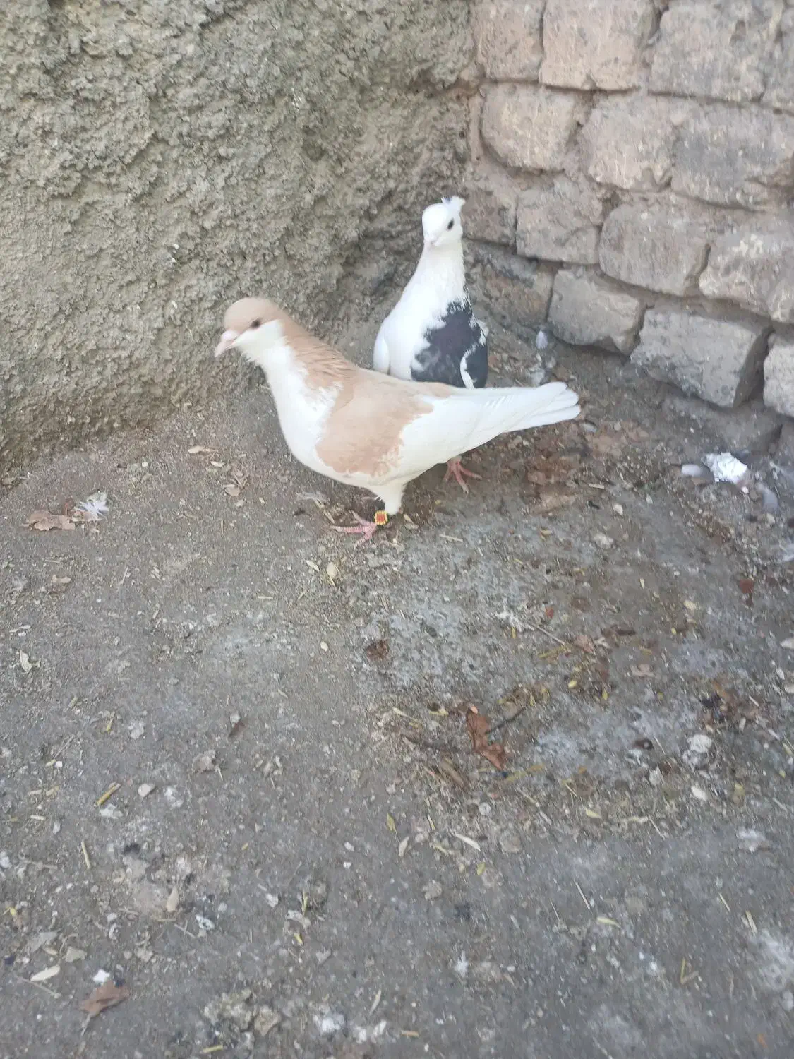 کبوتر|پرنده|آباده, |دیوار