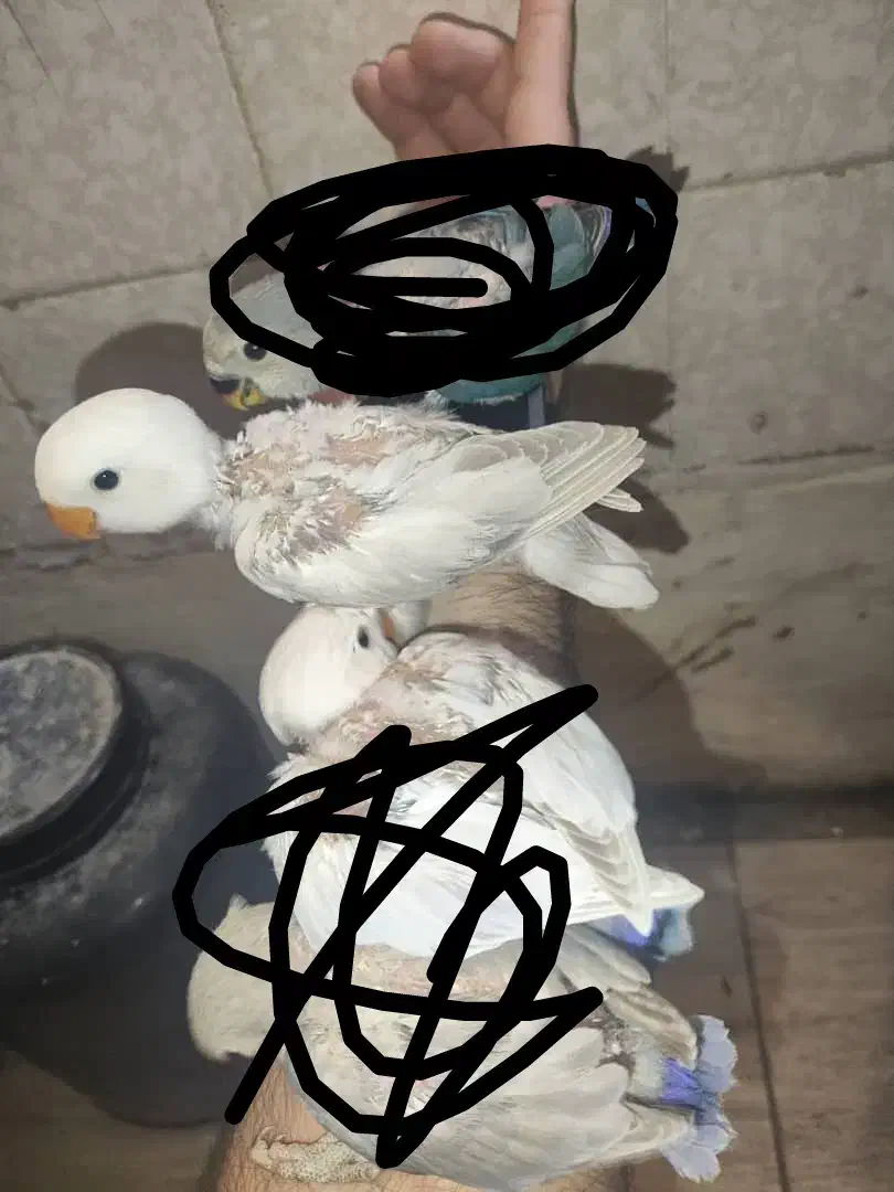 کوتوله برزیلی|پرنده|مرودشت, مجد آباد|دیوار