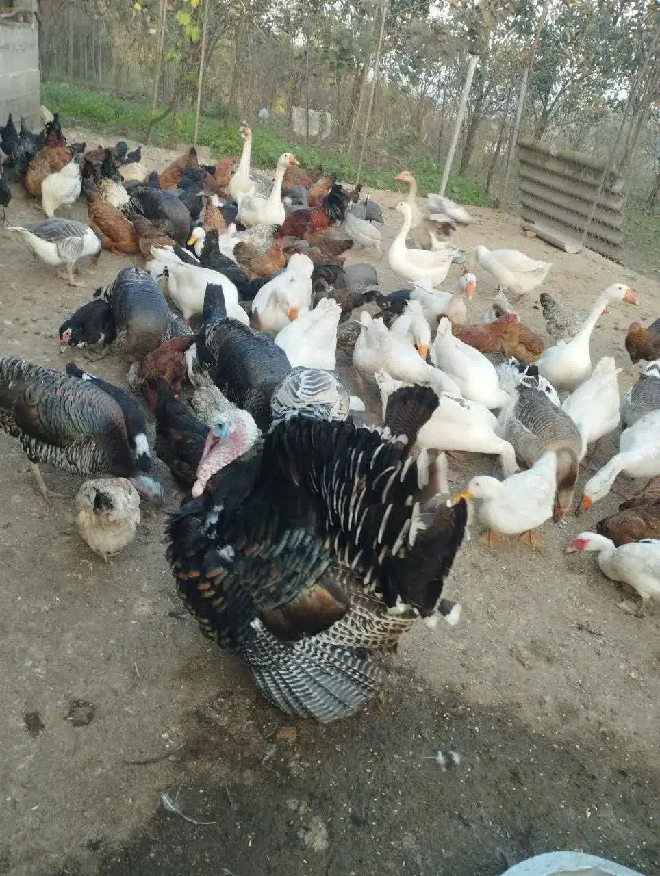 فروش مرغ خروس جوجه بوقلمون اردک غاز تخم مرغ|حیوانات مزرعه|شیرگاه, |دیوار