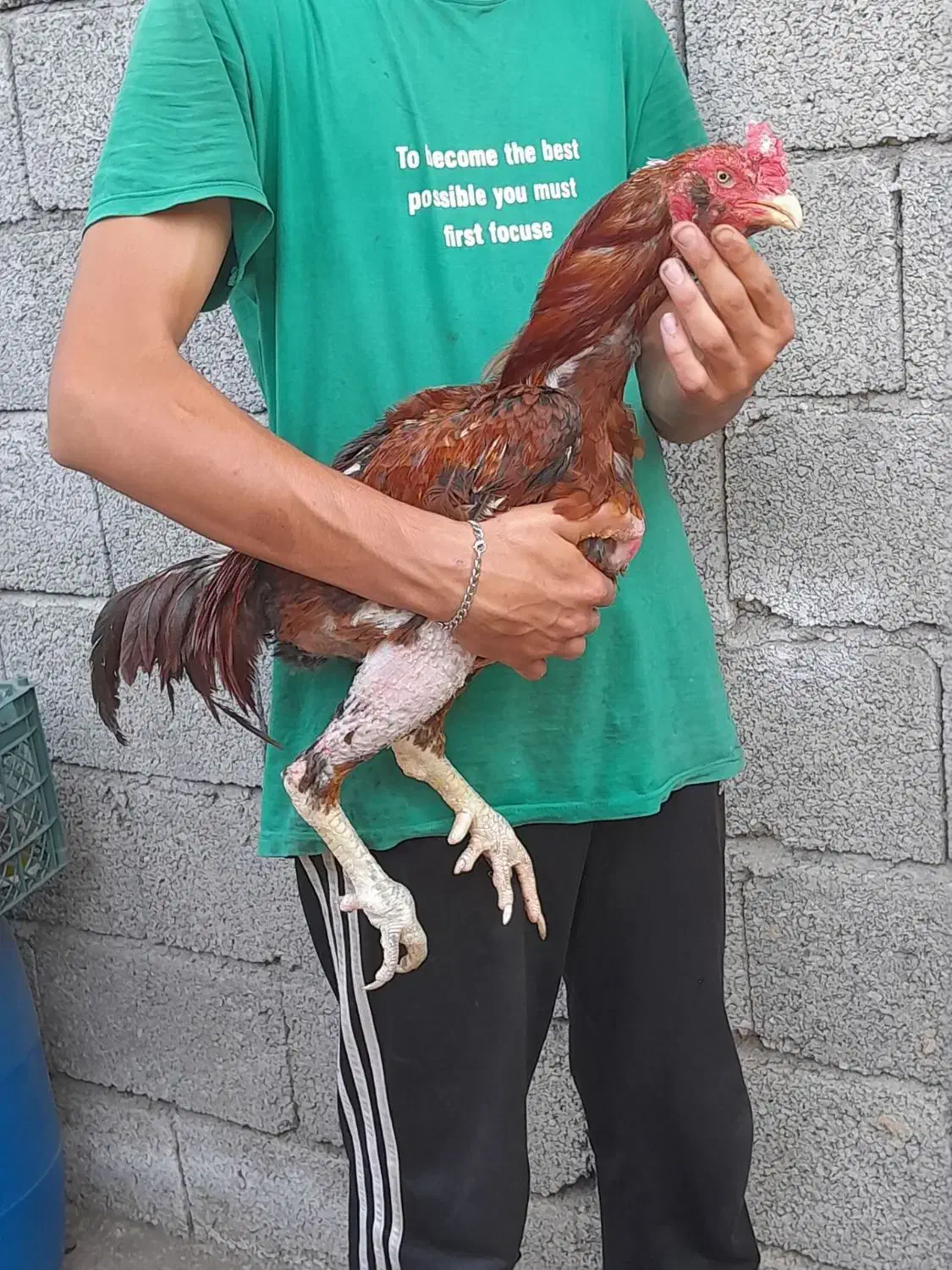 یک عدد خروس لاری ریش چشم چغر|حیوانات مزرعه|چابکسر, |دیوار