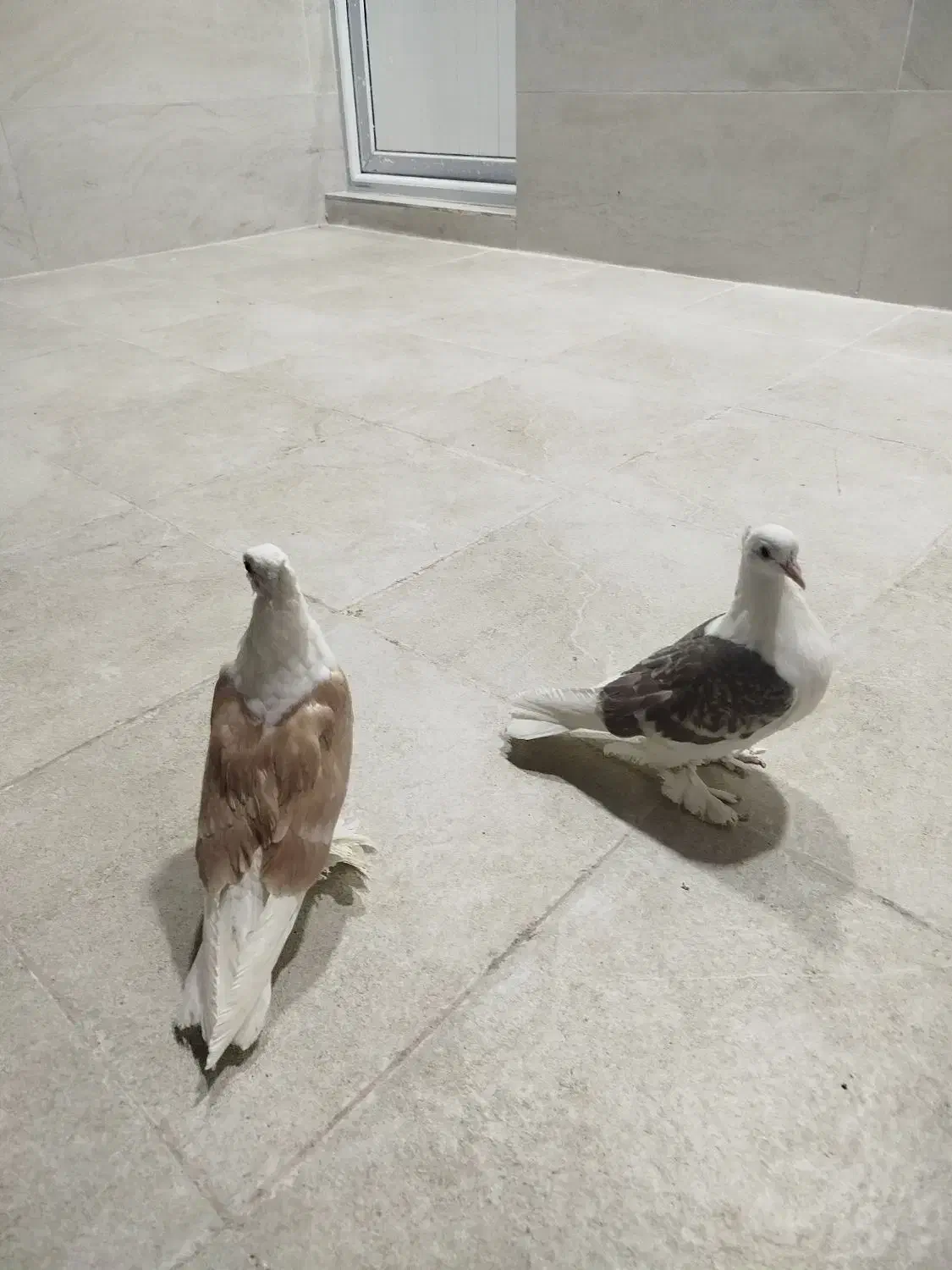 کفتر|پرنده|قم, شهر قائم|دیوار