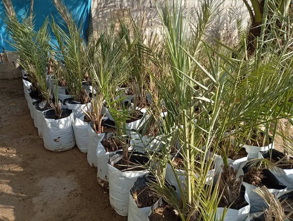 فروش انواع پاجوش|خدمات باغبانی و درختکاری|برازجان, |دیوار