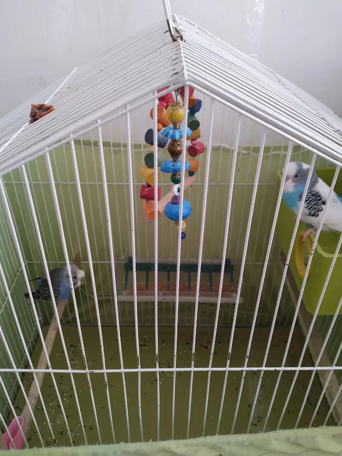 فروش جوجه عروس هلندی های خانگی|پرنده|حاجی آباد, |دیوار