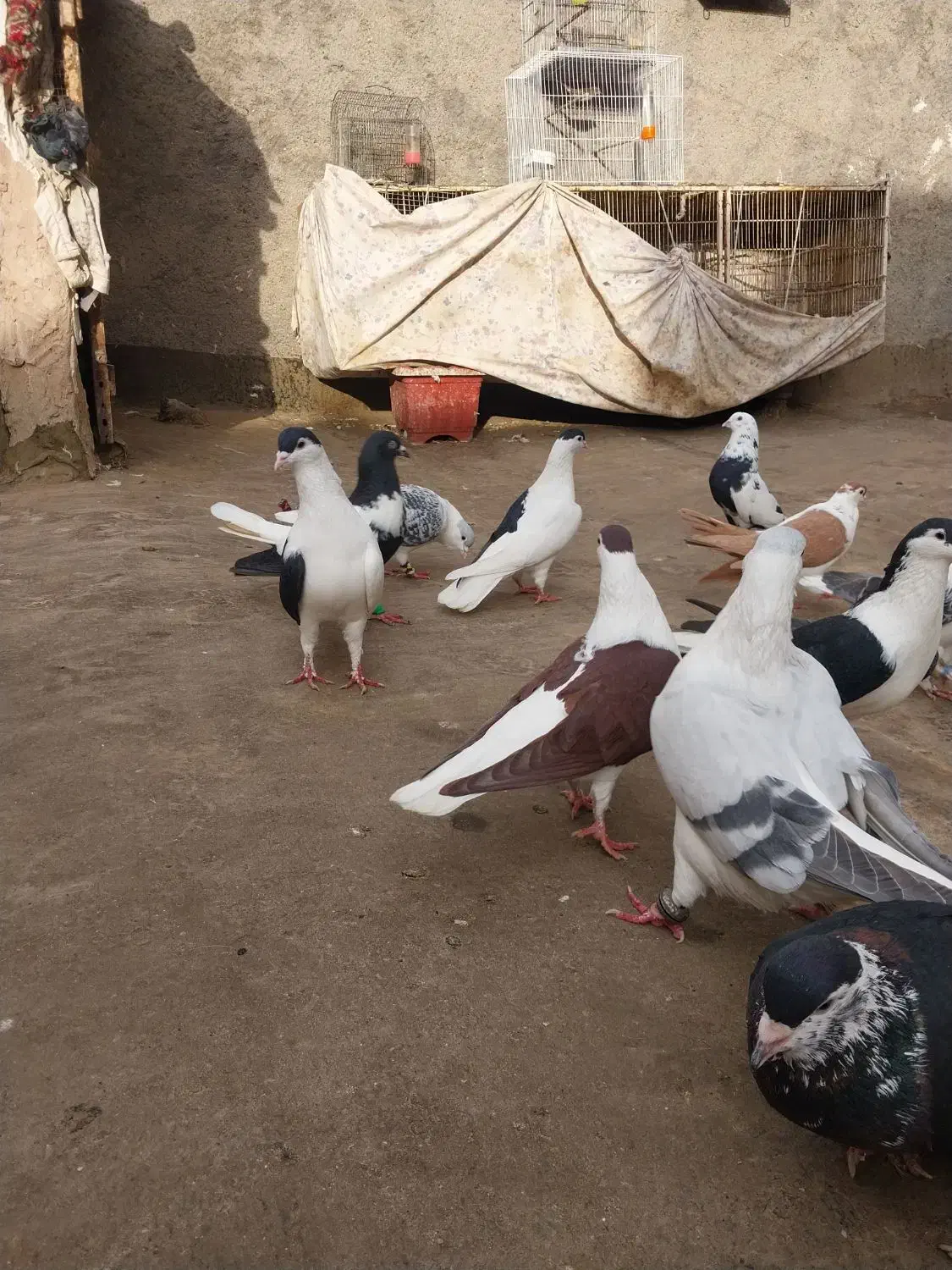 چپ ساده افغانی|پرنده|مشهد, رضاییه|دیوار