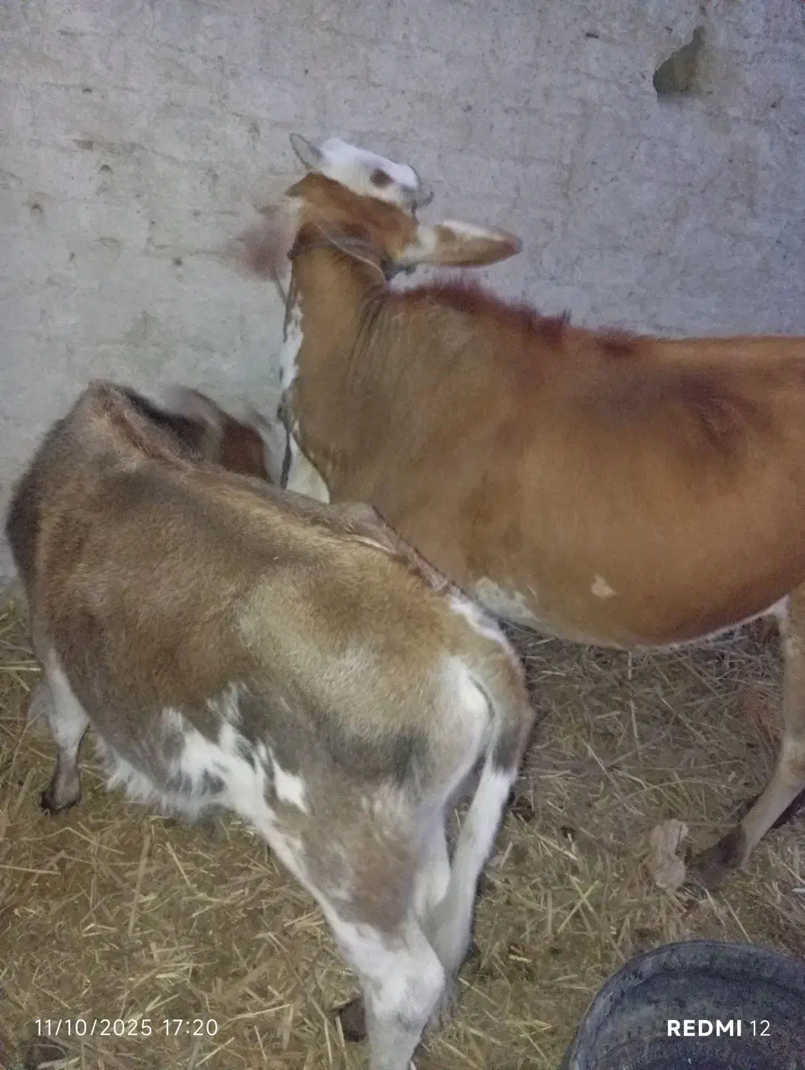 گاو فروشی با گوساله  یا معاوضه فقط فوری فوری|حیوانات مزرعه|سراوان, |دیوار