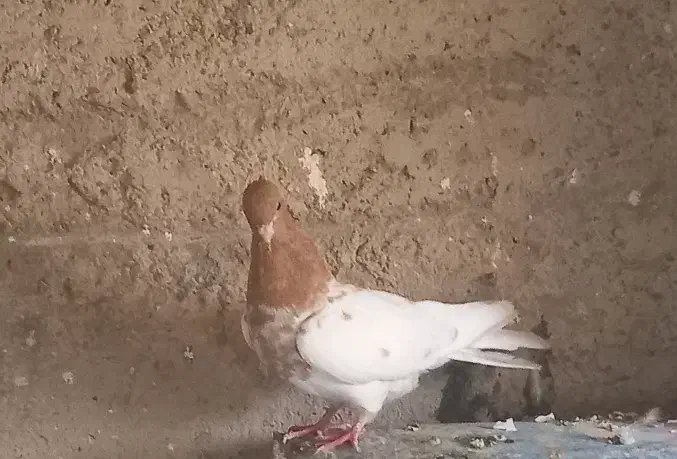 کبوتر|پرنده|سمیرم, |دیوار