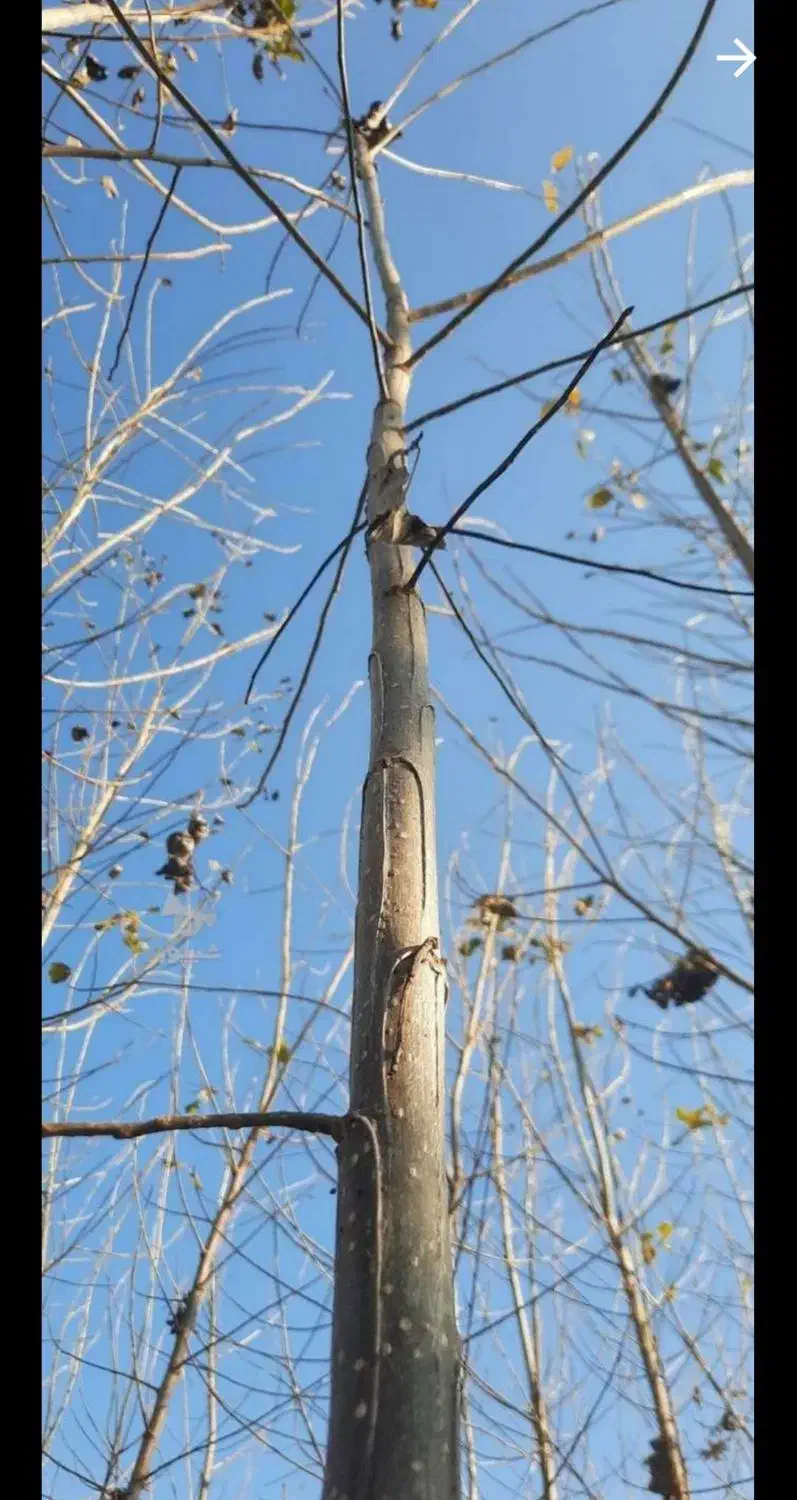 نهال صنوبر|گل و گیاه طبیعی|هادی شهر, |دیوار