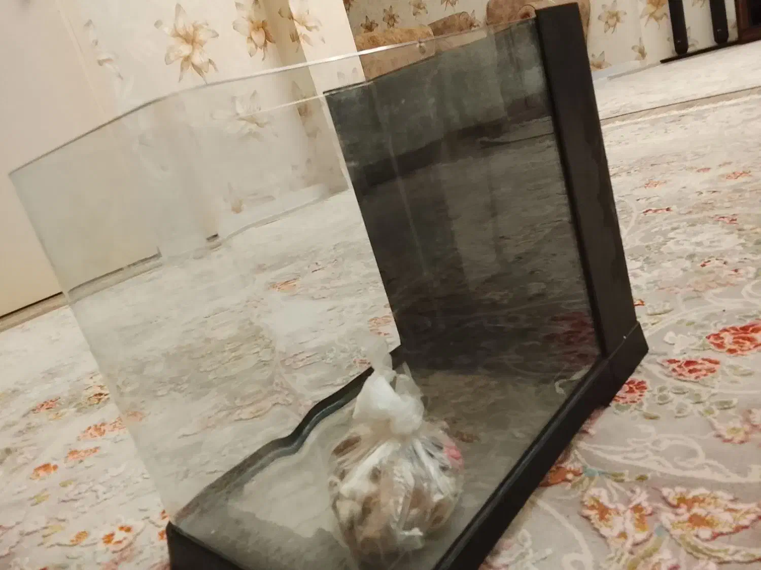 آکواریوم شیشه خم|ماهی|پاکدشت, پاکدشت (مامازند)|دیوار