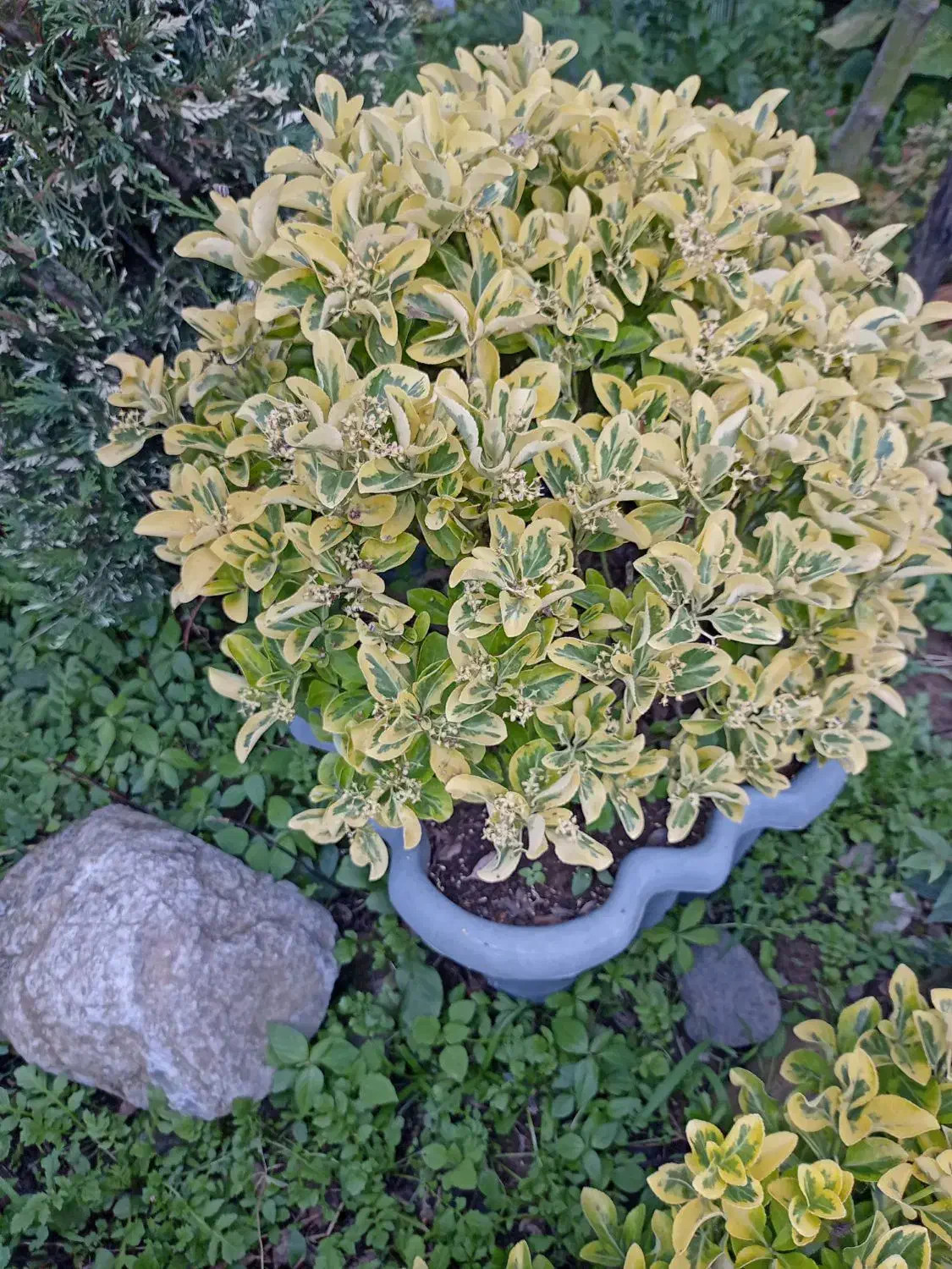 گل های تکی و چندتایی|گل و گیاه طبیعی|کلاچای, |دیوار