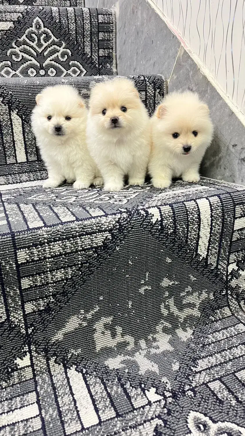 پامر خرسی ،عروسکی،روباهی|سگ|شیراز, اصلاح‌نژاد|دیوار