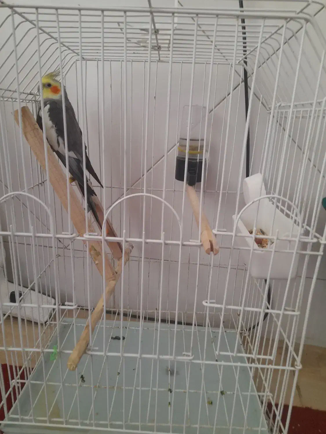 عروس هلندی نر بالغ با قفس|پرنده|فلاورجان, |دیوار