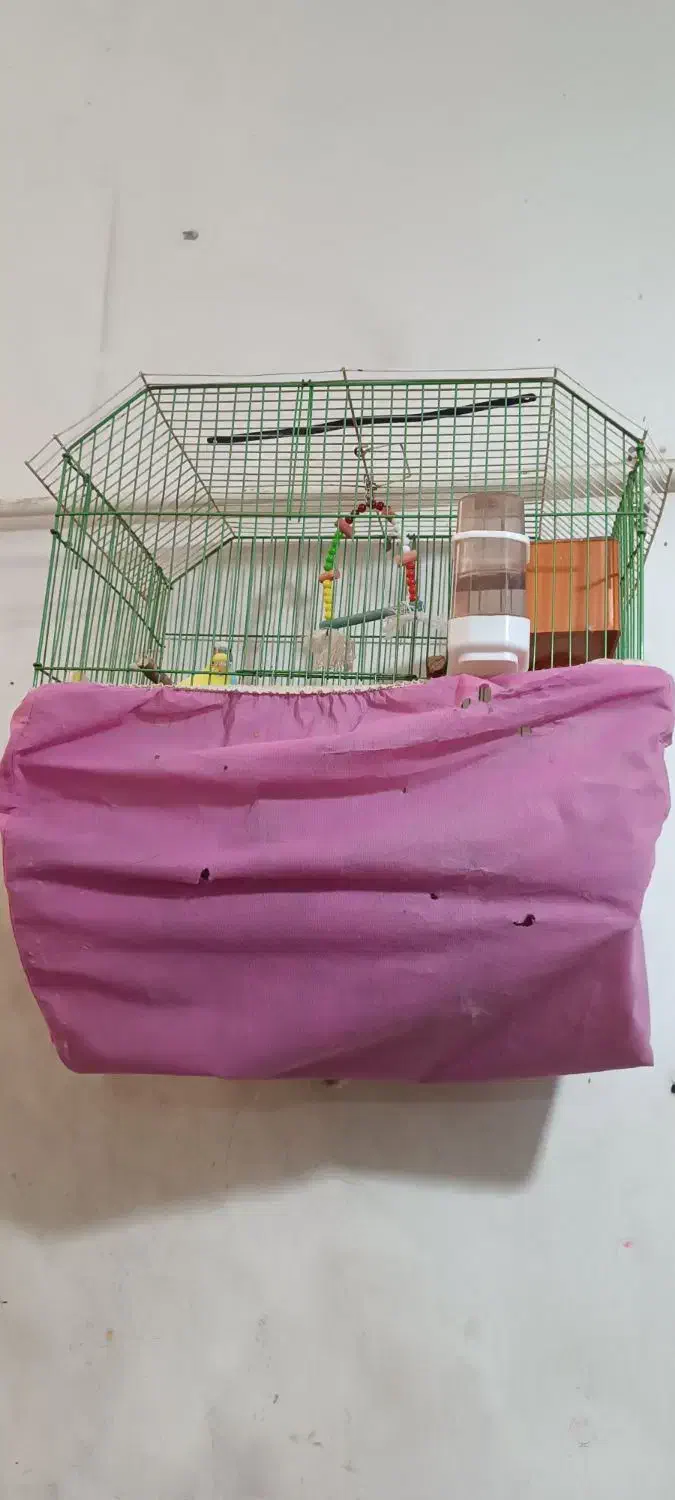 مرغ عشق|پرنده|بندر امام خمینی, |دیوار