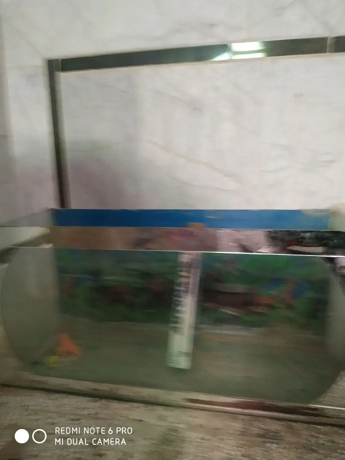 آکواریوم|ماهی|زابل, |دیوار