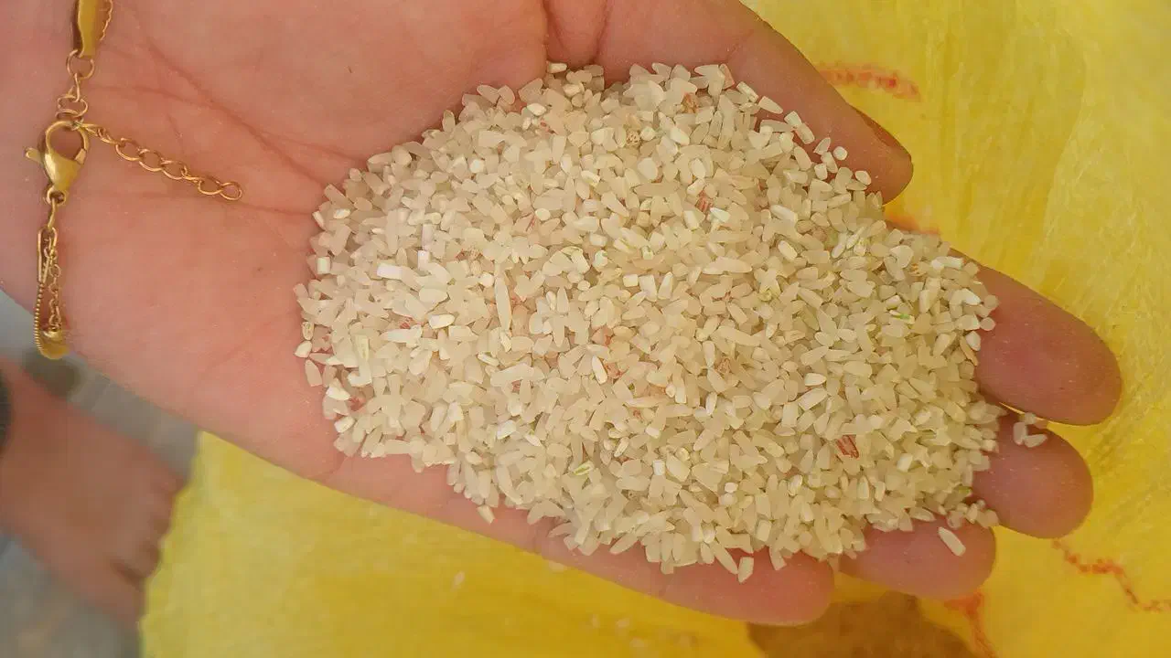 انواع برنج شیروان|خوردنی و آشامیدنی|بدره, |دیوار