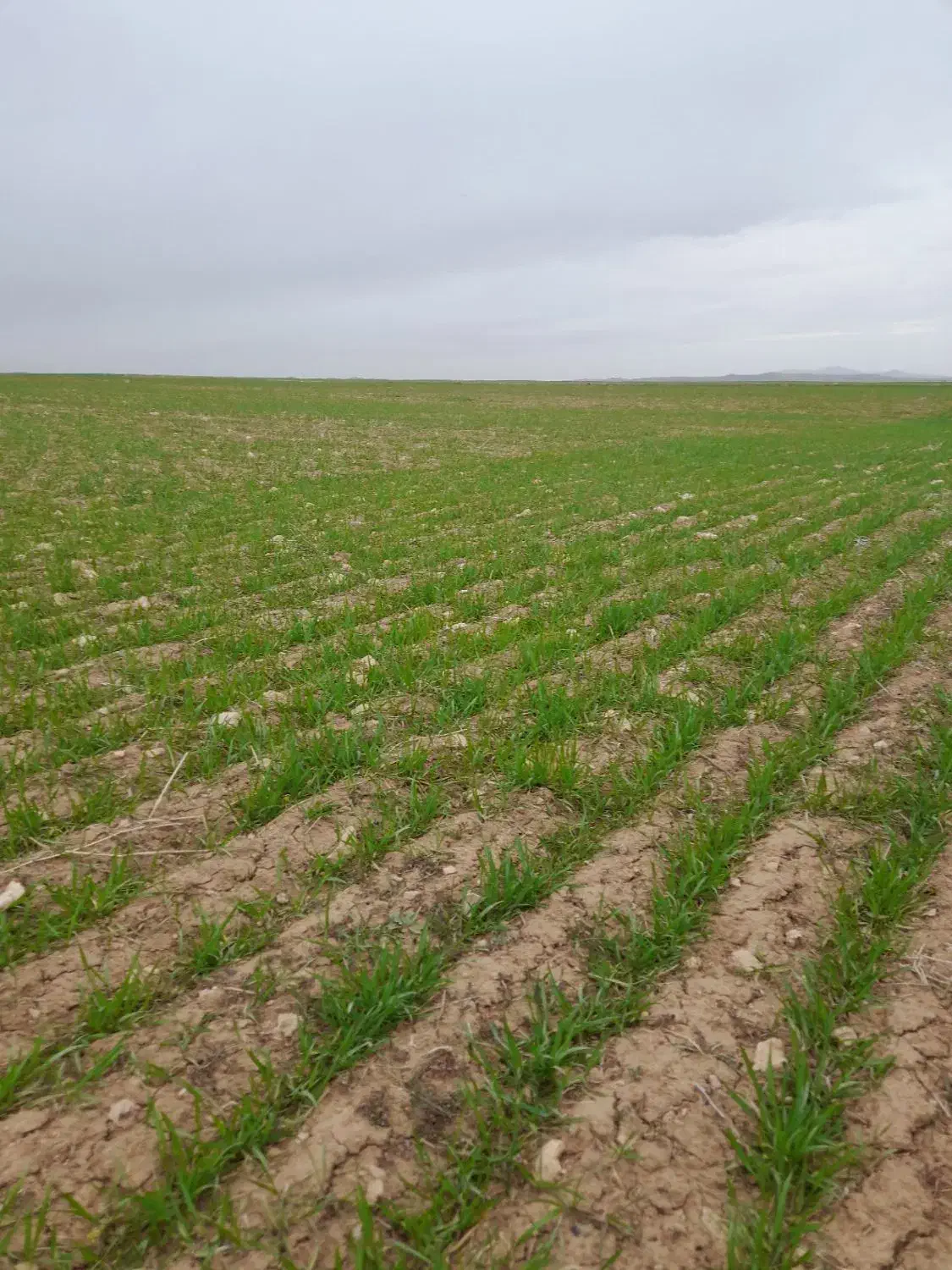 زمین دیم|فروش زمین و ملک کلنگی|صالح آباد, |دیوار