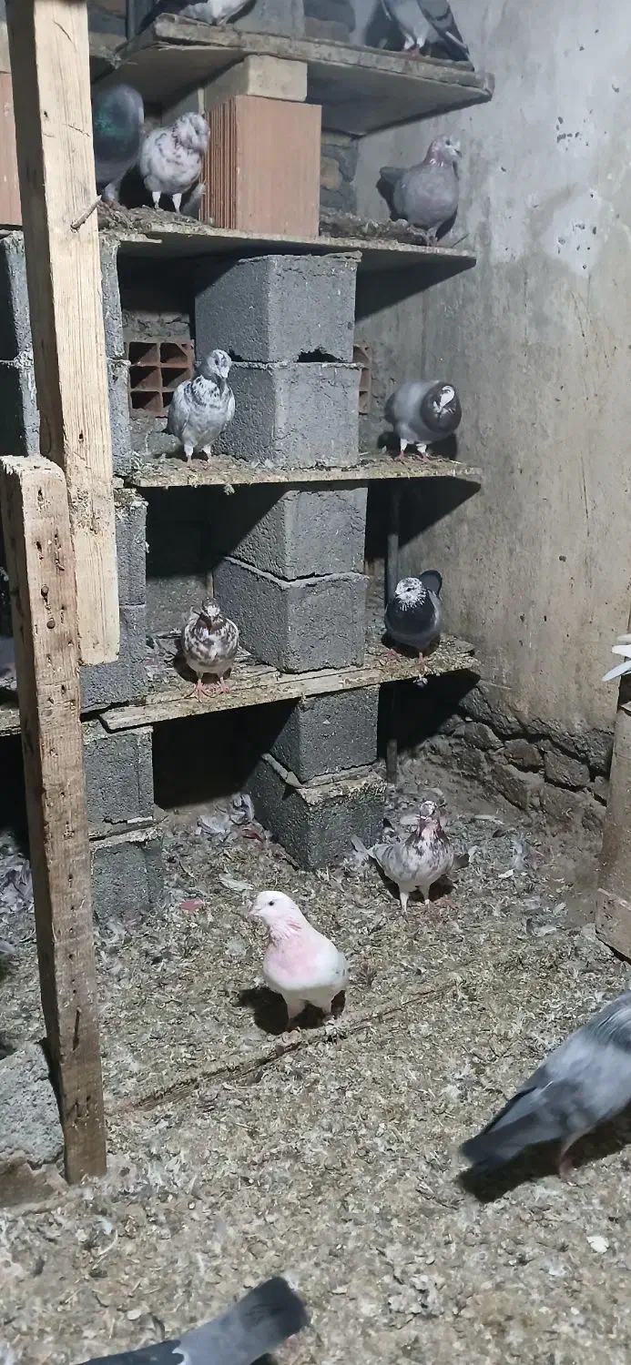 کبوترپرشی|پرنده|گمیشان, |دیوار