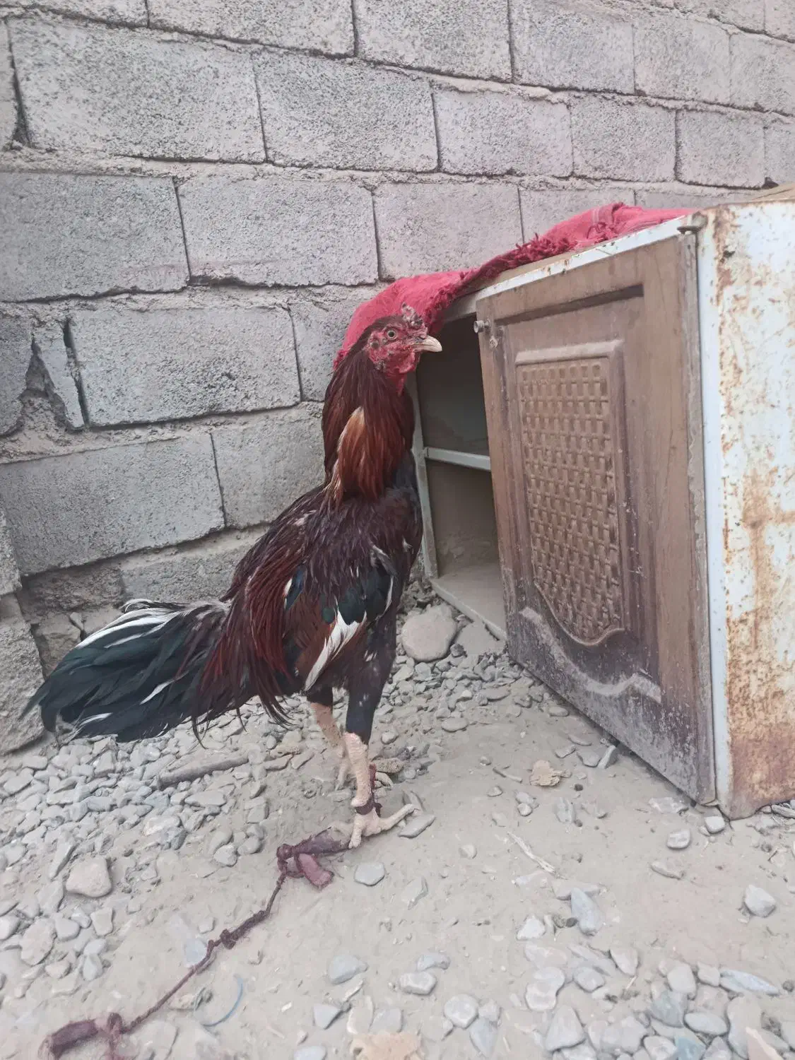 جوجه خروس|حیوانات مزرعه|ایرانشهر, |دیوار